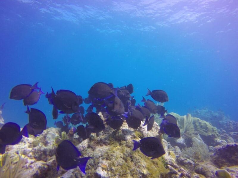 Key Largo: Scuba Refresher Course - FAQ