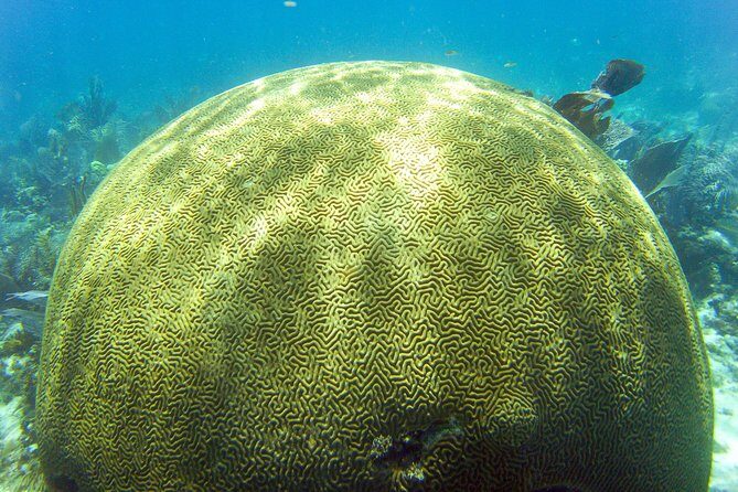 Key Largo Snorkeling Tour - rental mask, fins and vest INCLUDED - FAQ