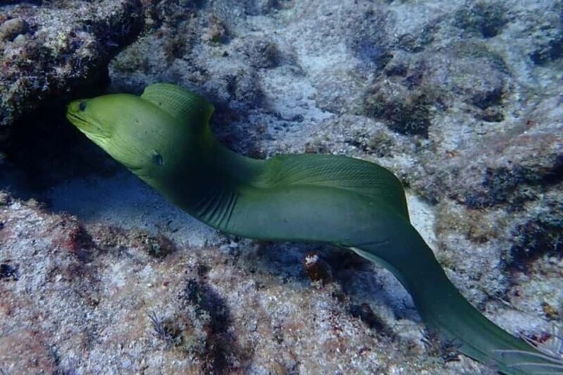 Key Largo: Snorkeling Trip - In-Depth Review of the Key Largo Snorkeling Trip