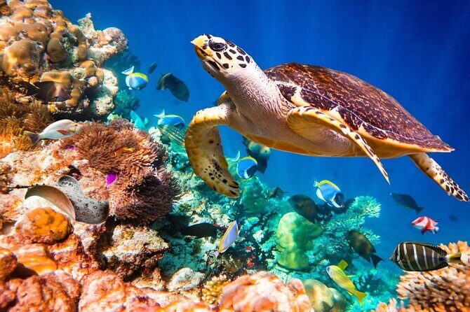 Key Largo Snorkeling Trips & Sandbar Tours - The Value of a Private Snorkeling Trip