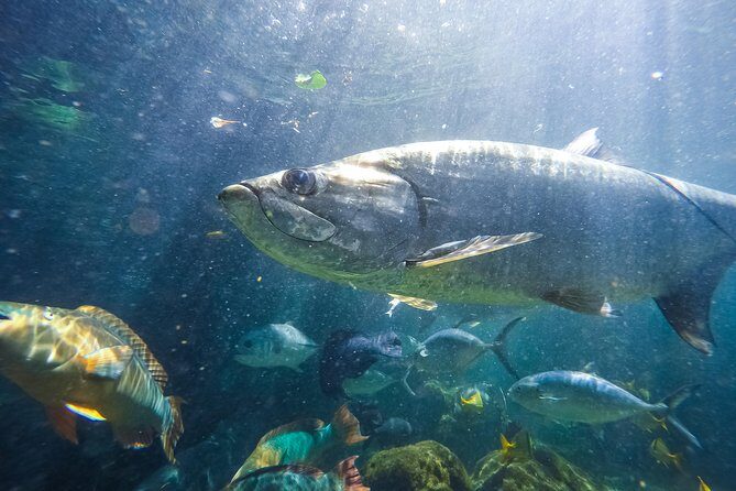 Key West Aquarium Admission - FAQ: Your Practical Questions Answered