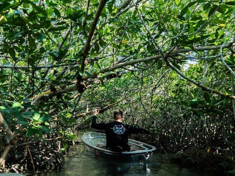 Key West Area: Guided Clear Kayak Eco-Tour - The Sum Up