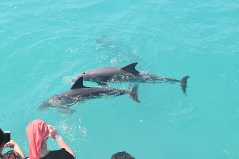 Key West: Dolphin & Reef Snorkel Trip with Sunset Option - Authentic Experiences from Guests