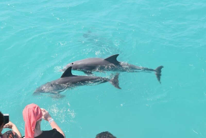 Key West: Dolphin Watching and Snorkeling Sunset Cruise - What Past Travelers Say