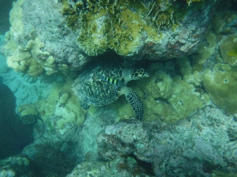 Key West: Dolphin Watching and Snorkeling Sunset Cruise - Final Thoughts: Who Should Consider This Tour?