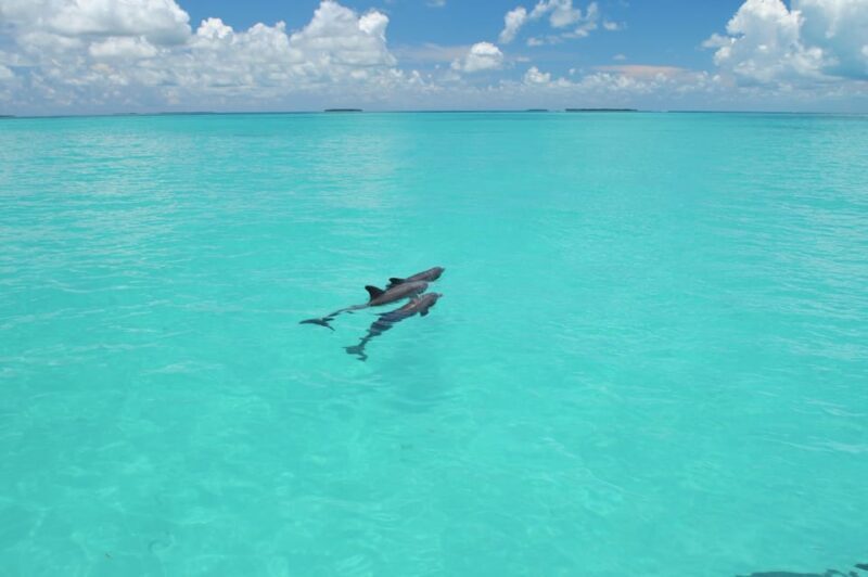 Key West: Glass Bottom Boat Reef Tour with Sunset Option - A Detailed Breakdown of the Experience