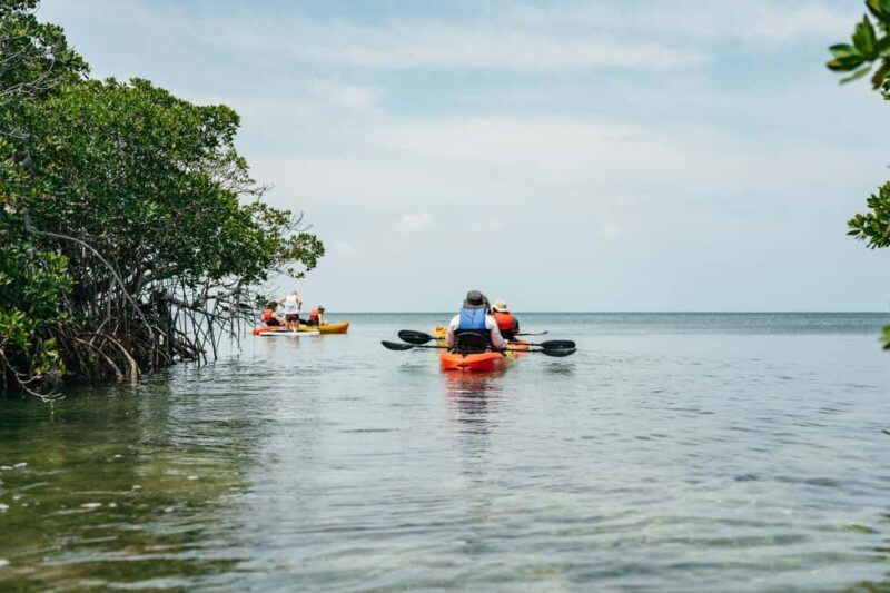 Key West: Hidden Sanctuary Kayak Tour with Sandbar Safari - What Past Participants Say
