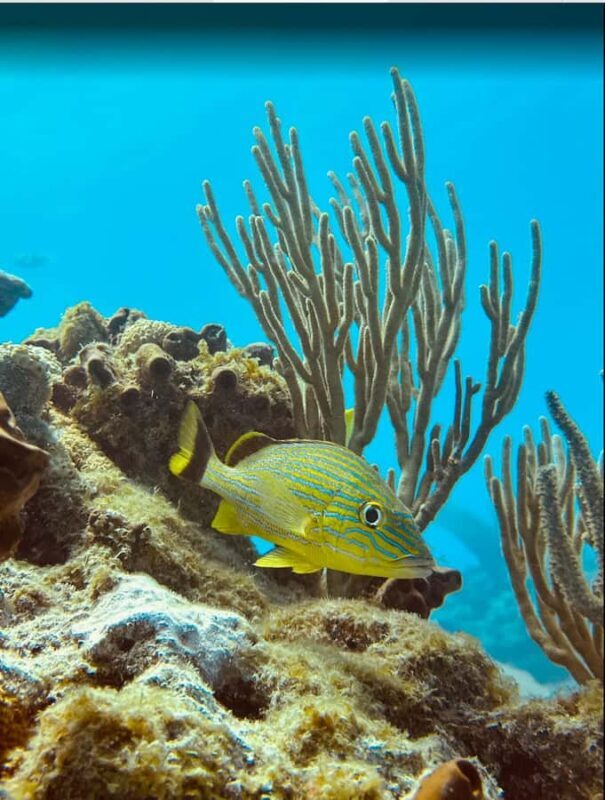 Key West: Scuba Diving Refresher Course - Source