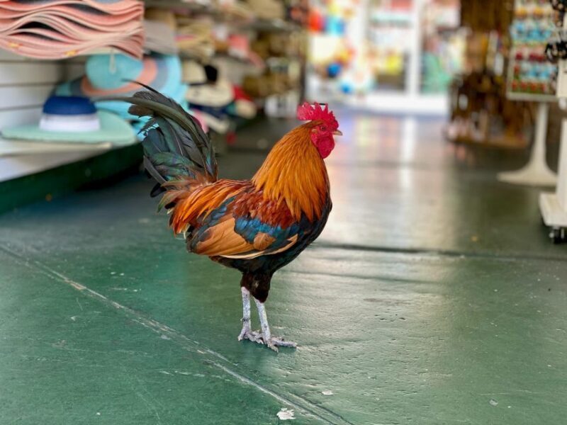 Key West: Secret Walking Food Tour - Value and Overall Impression