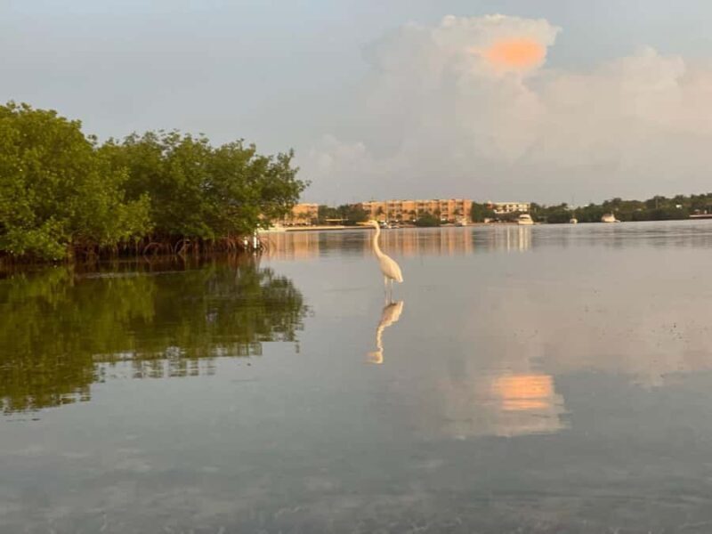 Key West: Sunrise Kayak Tour - Who Should Consider This Tour?