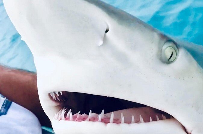 Key Wests Ultimate Inshore Shark Fishing Experience - Is This Experience Worth It?