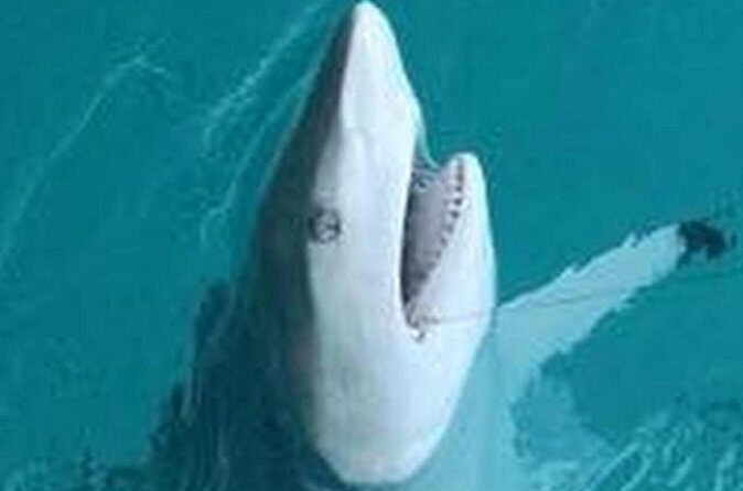 Key Wests Ultimate Inshore Shark Fishing Experience - The Sum Up: Who Should Consider This Trip?