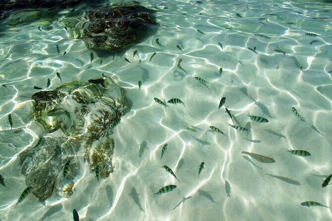 Khai Islands Speedboat Trip Half Day Tour - Key Points