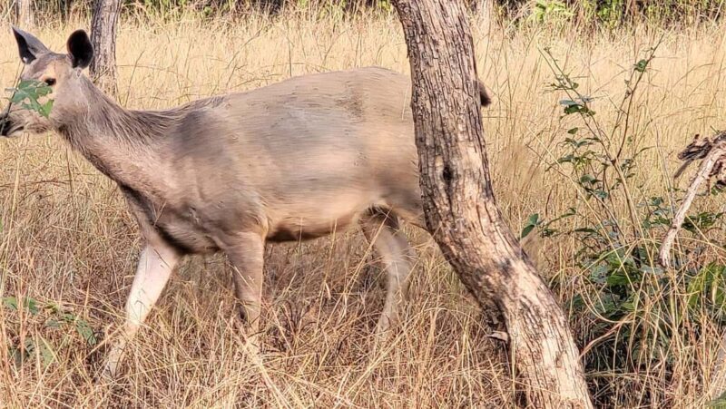 Khajuraho: 2-Night 03 days Tour with Panna National Park - Discovering Khajuraho and Panna National Park: A 3-Day Journey