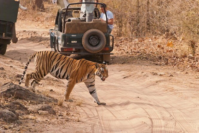Khajuraho Day Tour: Jungle Safari at Panna National Park and Western and Eastern Temple - The Sum Up
