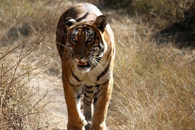 Khajuraho Erotica & Panna Exotica Wildlife - The Sum Up: Who Should Consider This Tour?