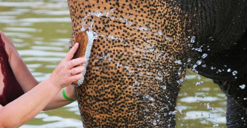 Khao Lak: Elephant Bathing and Turtle Center Visit - In-Depth Review of the Elephant Bathing and Turtle Center Tour in Khao Lak