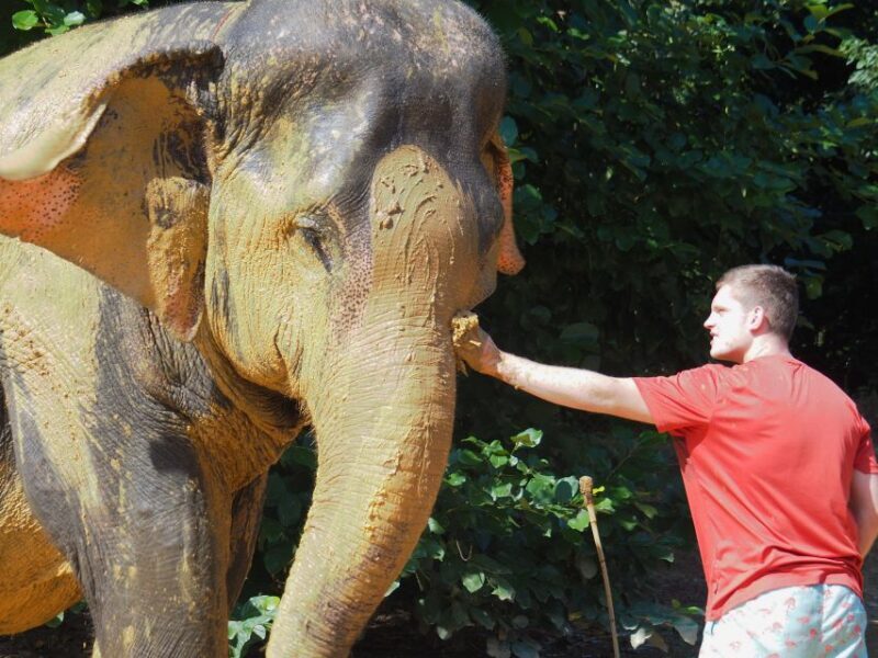 Khao Lak: Elephant Bathing and Turtle Center Visit - Final Thoughts