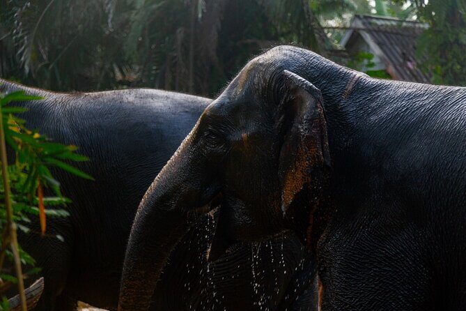Khao Lak Elephant Sanctuary Full Day Small Group Tour - Discover the Heart of Khao Lak with the Elephant Sanctuary Full Day Tour