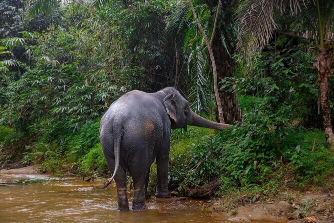 Khao Lak Elephant Sanctuary Full Day Small Group Tour - Key Points