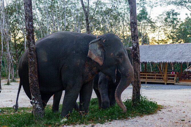 Khao Lak Elephant Sanctuary Full Day Small Group Tour - Frequently Asked Questions