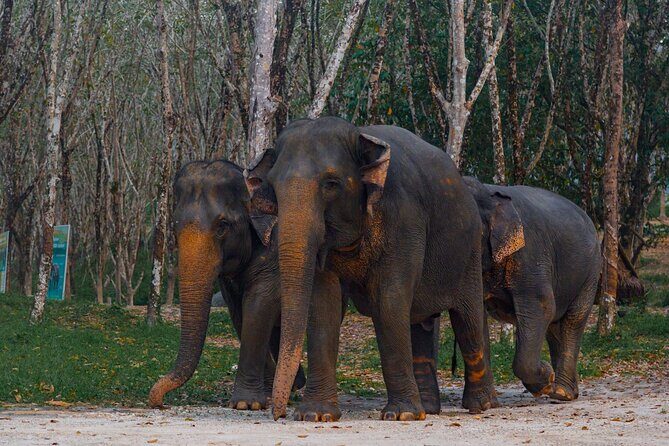 Khao Lak Elephant Sanctuary Tour with Waterfall and Lunch - A Practical Guide to the Khao Lak Elephant Sanctuary Tour