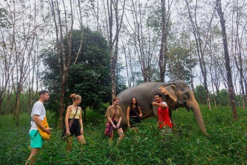 Khao Lak Guided Nature Walk & Elephant Experience - Key Points