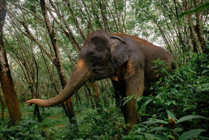 Khao Lak Guided Nature Walk & Elephant Experience - Exploring the Itinerary and What You Can Expect