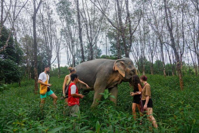 Khao Lak Guided Nature Walk & Elephant Experience - In-Depth Review: What Makes This Tour Stand Out