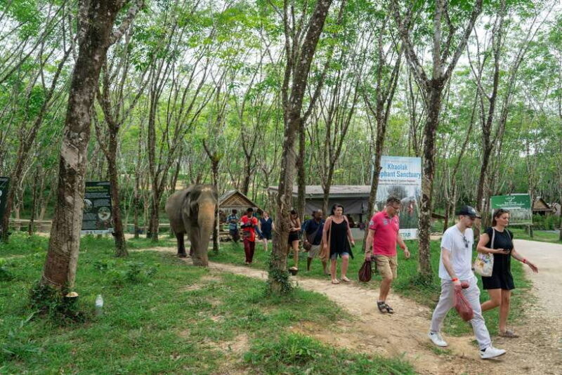 Khao Lak Guided Nature Walk & Elephant Experience - Practical Tips for Travelers