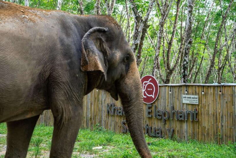 Khao Lak Guided Nature Walk & Elephant Experience - FAQs