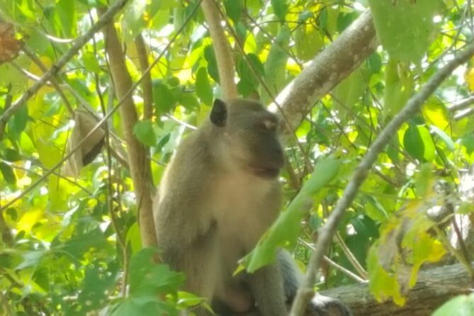 Khao Lak Mangrove Explorers - The Experience: What Makes It Worthwhile?