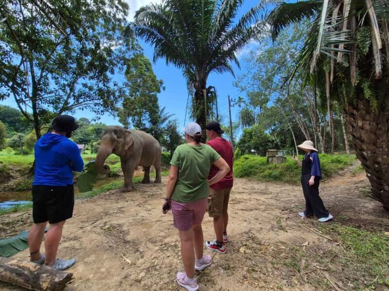 Khao Lak: Waterfall,Sea Turtle,Elephant Care,Meal & Transfer - What Travelers Are Saying