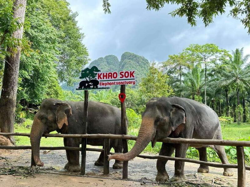 Khao Sok: Ethical Elephant Experience & Nature Walk - An Honest Look at the Khao Sok Elephant & Nature Walk Tour