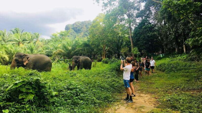 Khao Sok: Ethical Elephant Experience & Nature Walk - Who Should Consider This Tour?