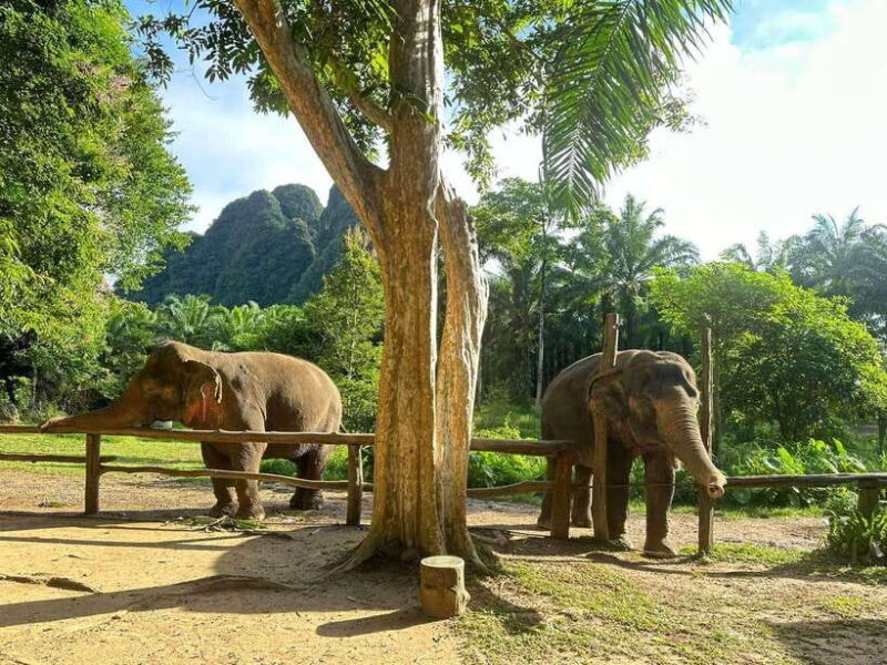 Khao Sok: Ethical Elephant Experience & Nature Walk - Final Thoughts: Is This the Right Choice for You?