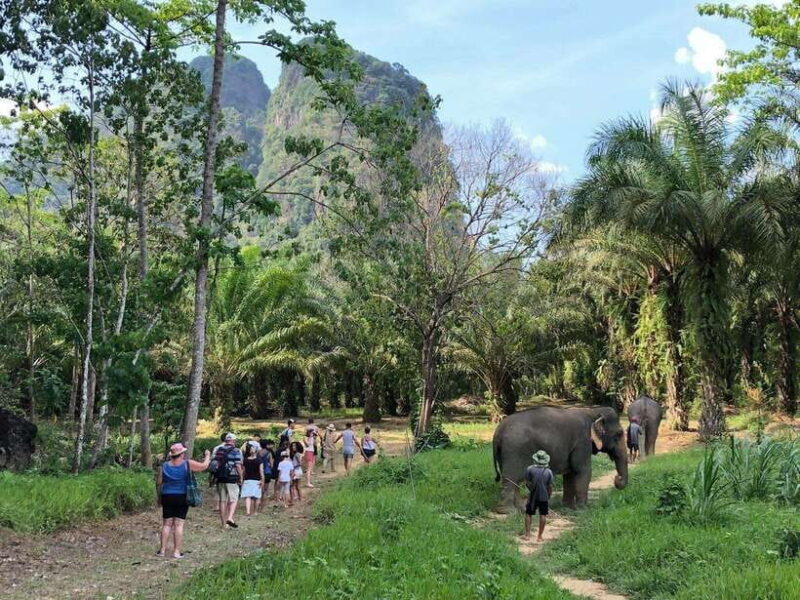 Khao Sok: Ethical Elephant Experience & Nature Walk - FAQs