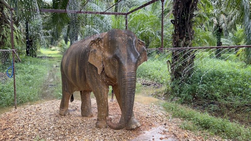 Khao Sok: Ethical Elephant Sanctuary Visit - A Closer Look at the Ethical Elephant Sanctuary Experience