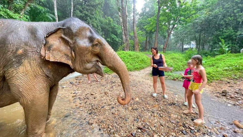Khao Sok: Private Ethical Elephant Sanctuary Adventure - A Detailed Look at the Experience