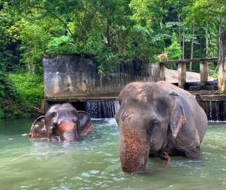 Khao Sok: Private Ethical Elephant Sanctuary Adventure - Transport and Duration