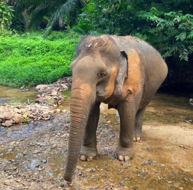 Khao Sok: Private Ethical Elephant Sanctuary Adventure - Who Should Consider This Tour?