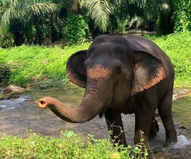 Khao Sok: Private Ethical Elephant Sanctuary Adventure - Final Thoughts