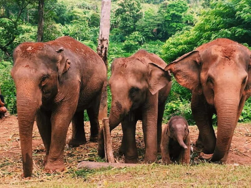 Khao Sok: Private Ethical Elephant Sanctuary Adventure - FAQs