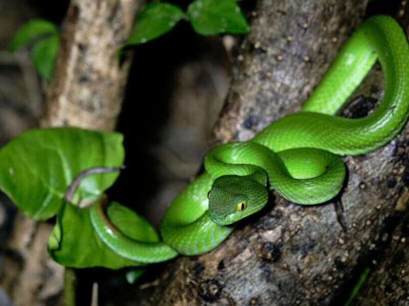 Khao Sok: Private Night Safari Adventure w/ Hotel Transfer - Key Points