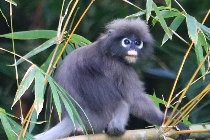 Khao Sok Wildlife 2 Days - FAQ