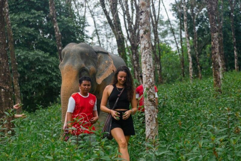 Khaolak: Begin the Day with Elephants - Walk and Feed Tour - Khaolak: Begin the Day with Elephants - Walk and Feed Tour