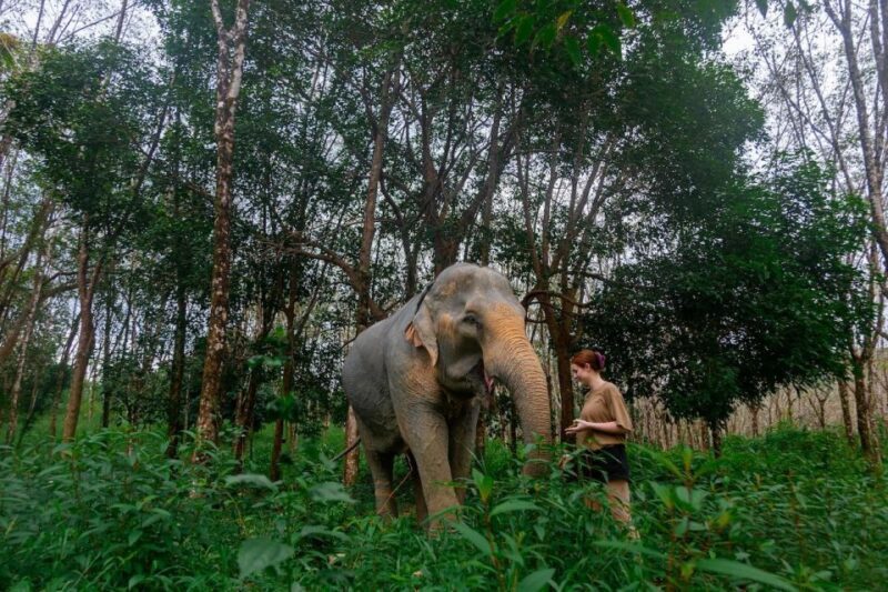 Khaolak: Begin the Day with Elephants - Walk and Feed Tour - Who Will Enjoy This Tour?