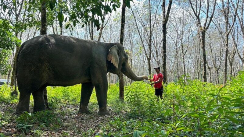 Khaolak: Begin the Day with Elephants - Walk and Feed Tour - FAQ