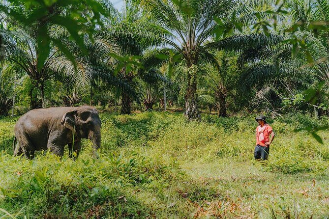 Khaolak Elephant Sanctuary, Cooking Class and Waterfall Tour - An In-Depth Look at the Khaolak Elephant Sanctuary Tour