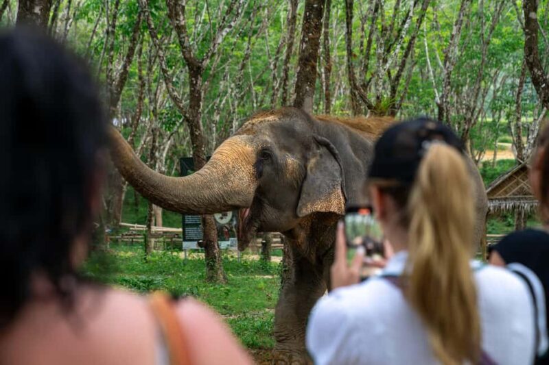 Khaolak: Elephant Sanctuary Guided Tour with Hotel Transfers - The Sum Up